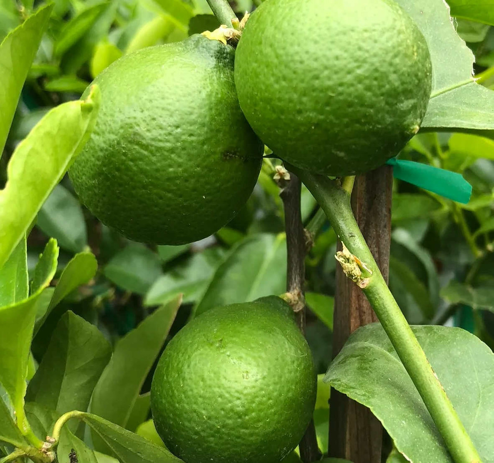 Citrus aurantifolia bears (citron vert gros fruit) pot de 10 litres ? 140/160 cm
