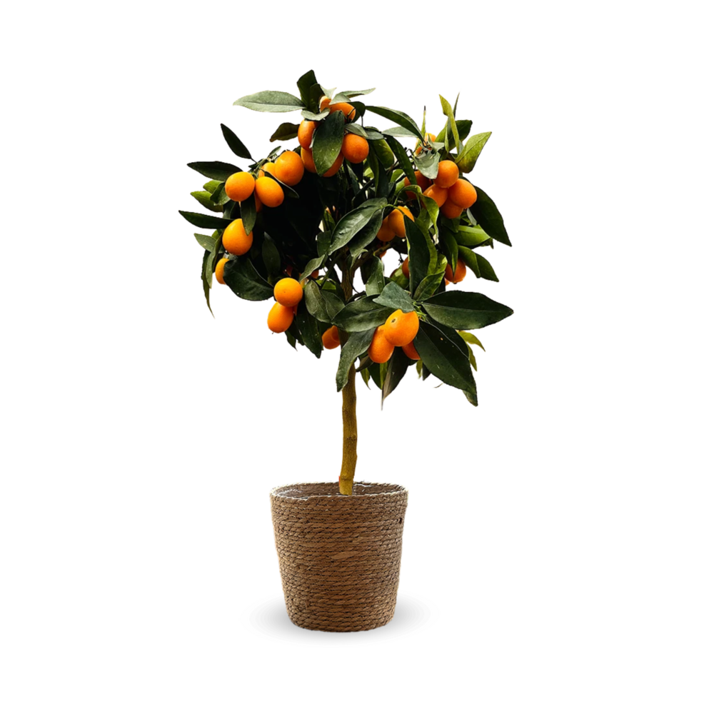 Kumquat avec panier en jonc de mer - Fortunella Margarita - agrume méditerranéen - arbre fruitier - ↕ 75-85 cm - ⌀ 25 cm