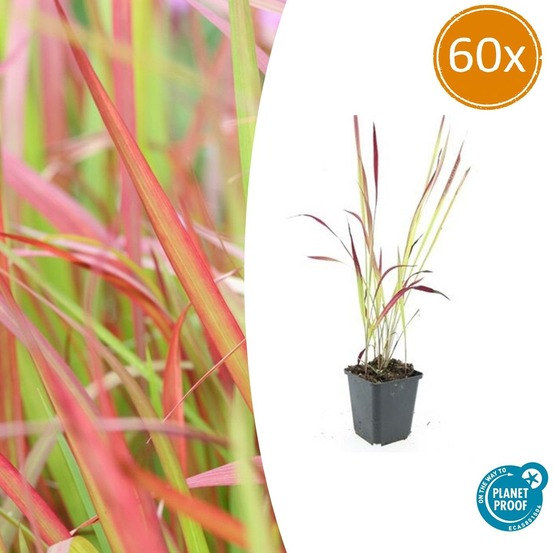 Imperata herbe sanglante 'red baron' x60 – entre 3,75 et 5m2