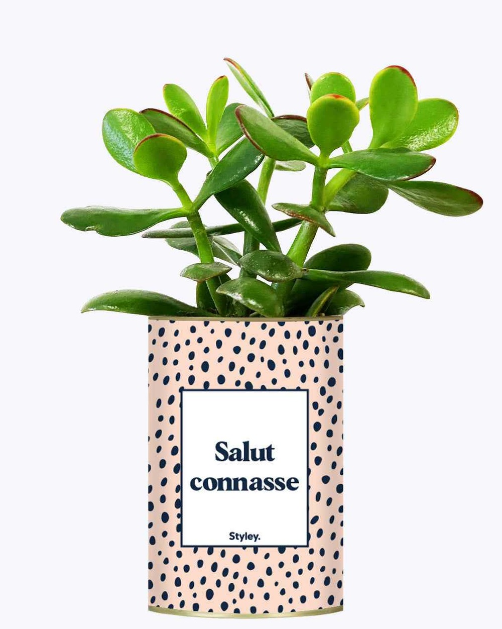 Plante à message - salut connasse - plante grasse