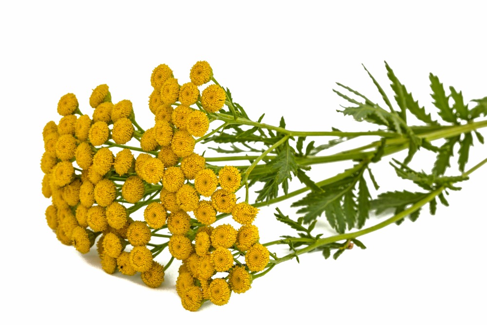 Sachet de graines de tanaisie - sachet de 1 gramme - petite entreprise française