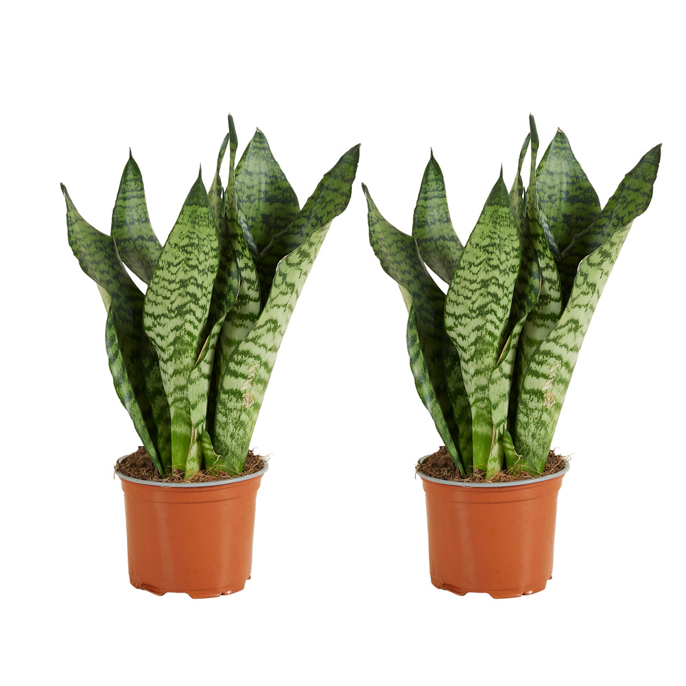 Lot de 2 - sansevieria zeylanica - langue de belle-mère - p. 12 cm - h. 30-40 cm