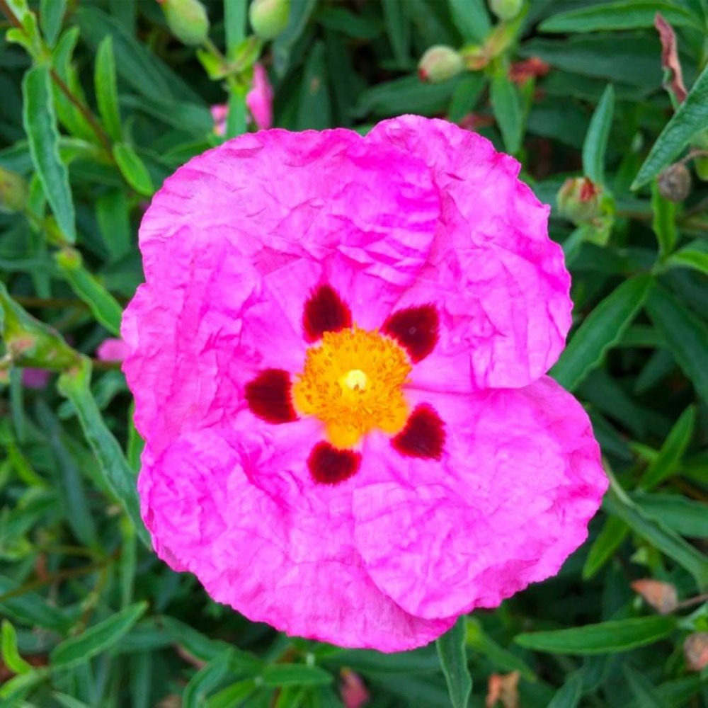 CISTE POURPRE GF H20A40-(766476)