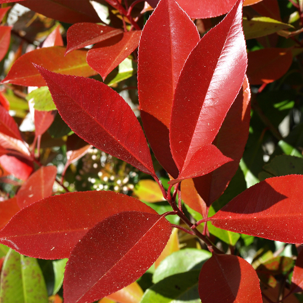 Photinia 'dynamo red' pot de 4l/5l