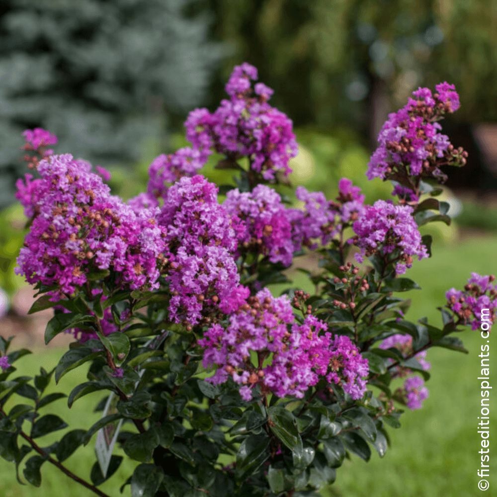 Lilas des indes purple magic®, lagerstroemia pot de 3l - touffe