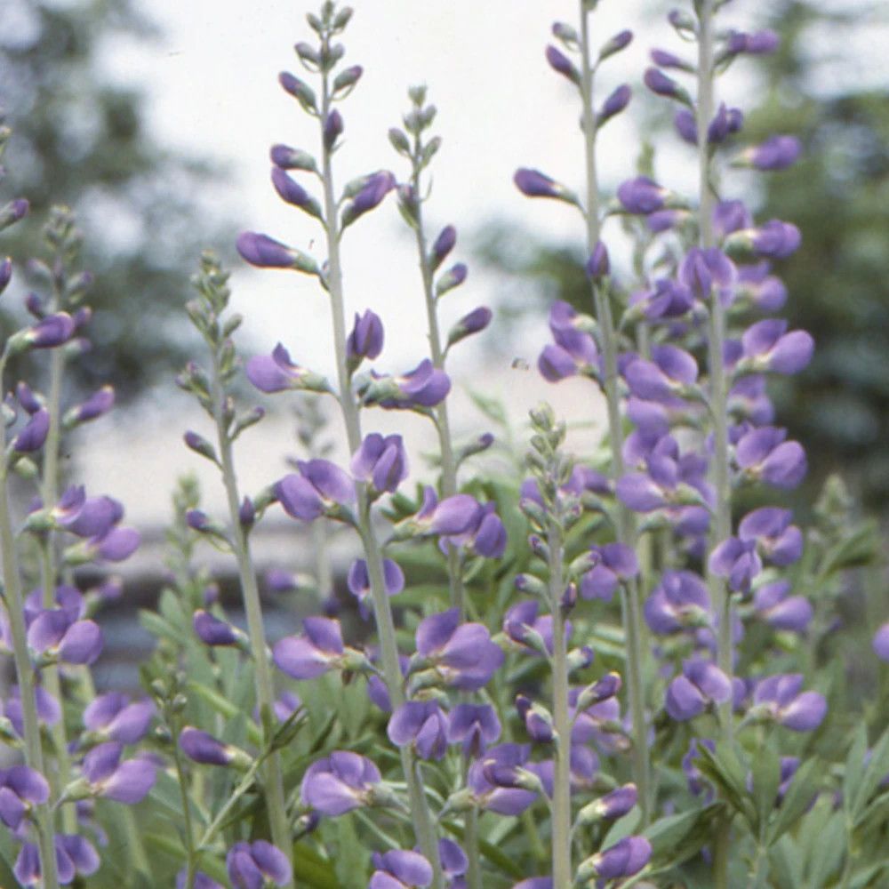 Lupin indigo, baptisia australis lot de 3 godets