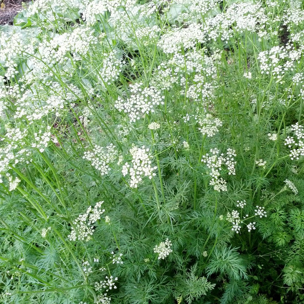 Cumin le sachet de 750 graines environ (3g)