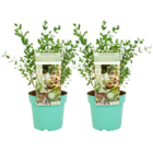 Eucalyptus parvifolia 'oliva' - set de 2 - arbuste plante naturelle - pot 19cm - hauteur 40-50cm