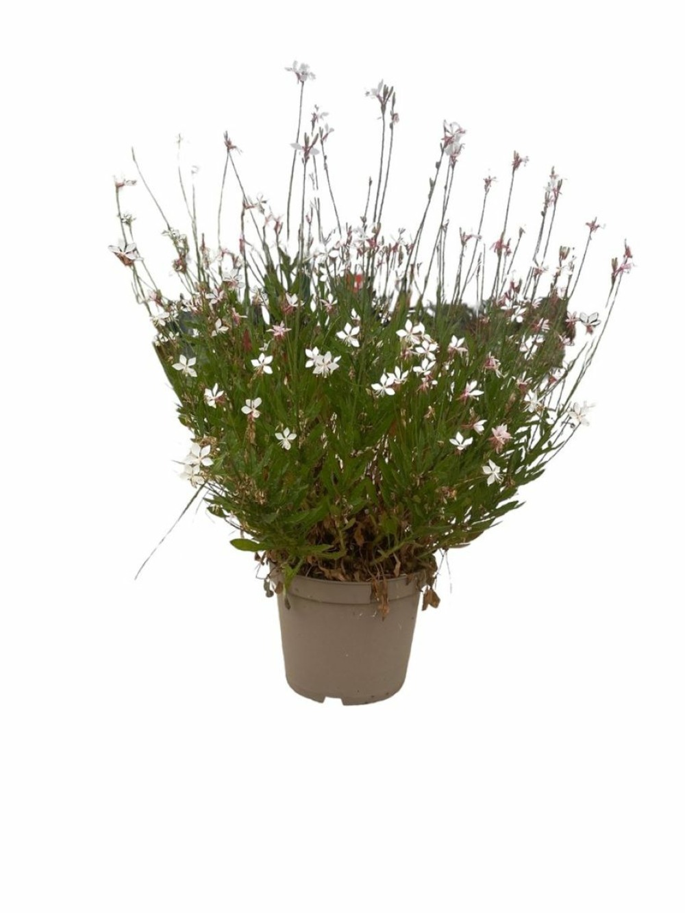 Gaura lind. 'nova' c4l.