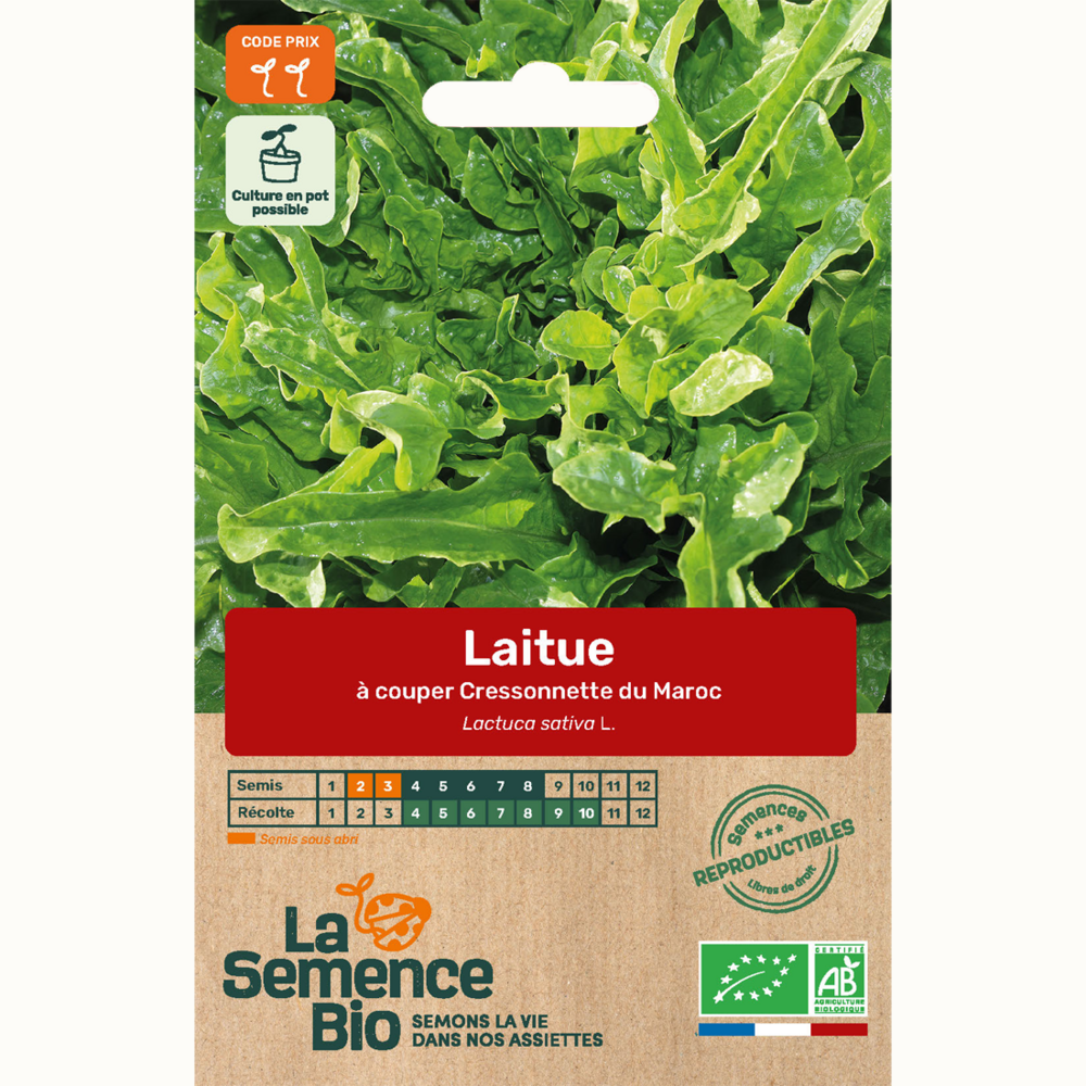 Laitue à couper cressonnette du maroc - graines bio