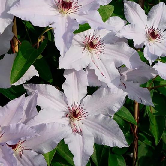 Clématite snow queen' - clematis 1,5l - 40/60cm