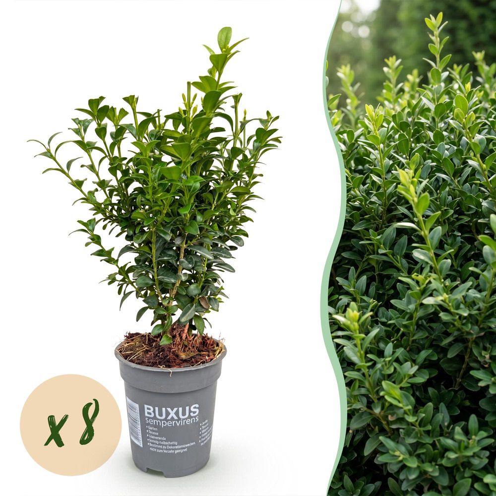 Buis - lot de 8 - pot 9 cm - hauteur 20-25 cm