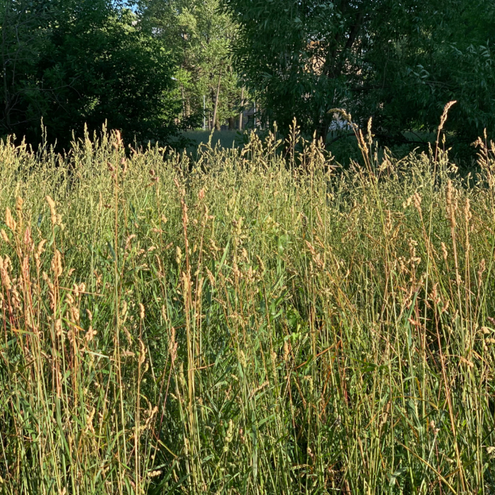 Calamagrostis england - calamagrostis acutiflora england 40/60 cm pot 3l
