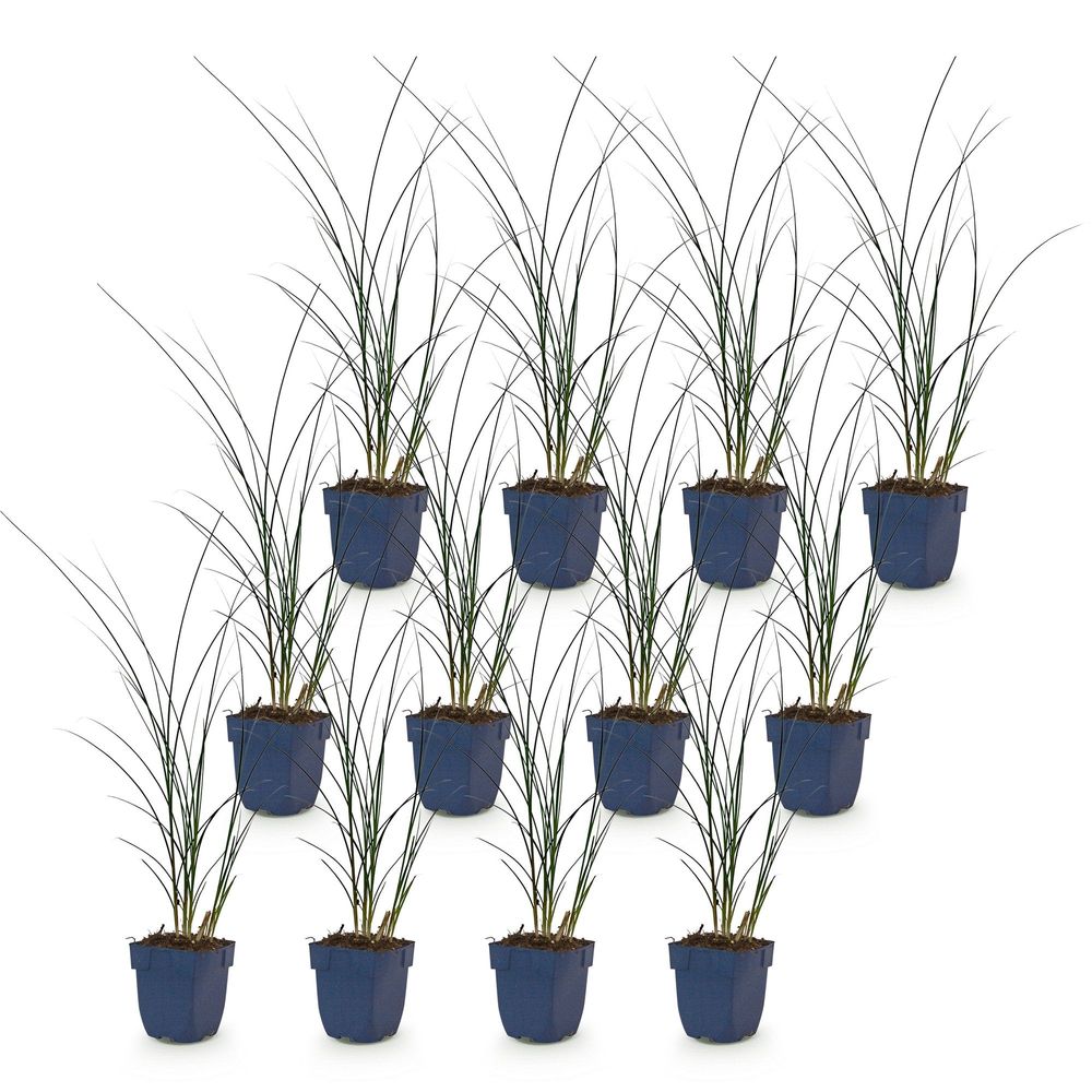 Roseau de chine 'gracillimus' - lot de 12 - pot 11 cm - hauteur 25 cm - plante d'extérieur