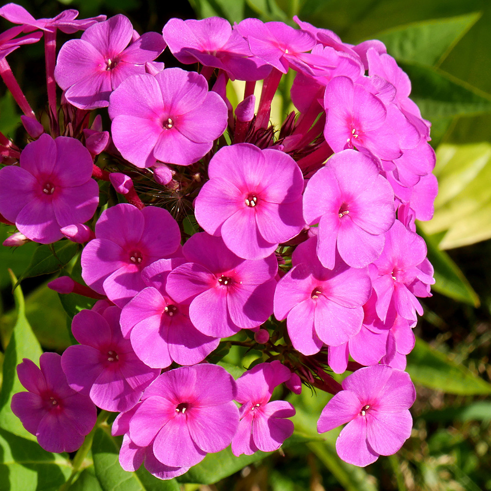 Phlox 'younique cerise' pot de 2l/3l