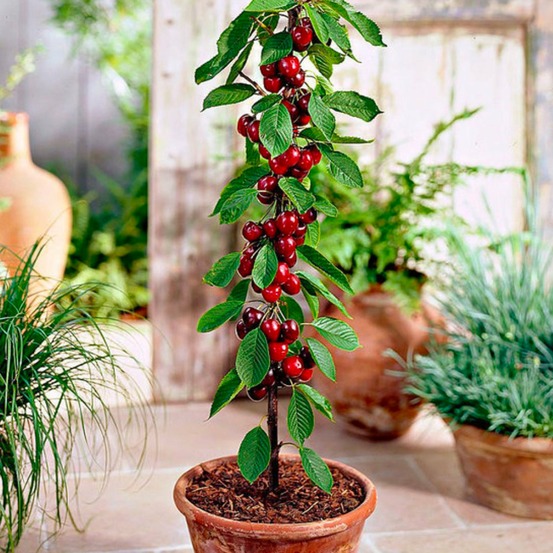 Arbre fruitier colonnaire cerisier - 80/100 cm de hauteur - pour pots et pleine terre - idéal pour balcon, terrasse, petit jardin
