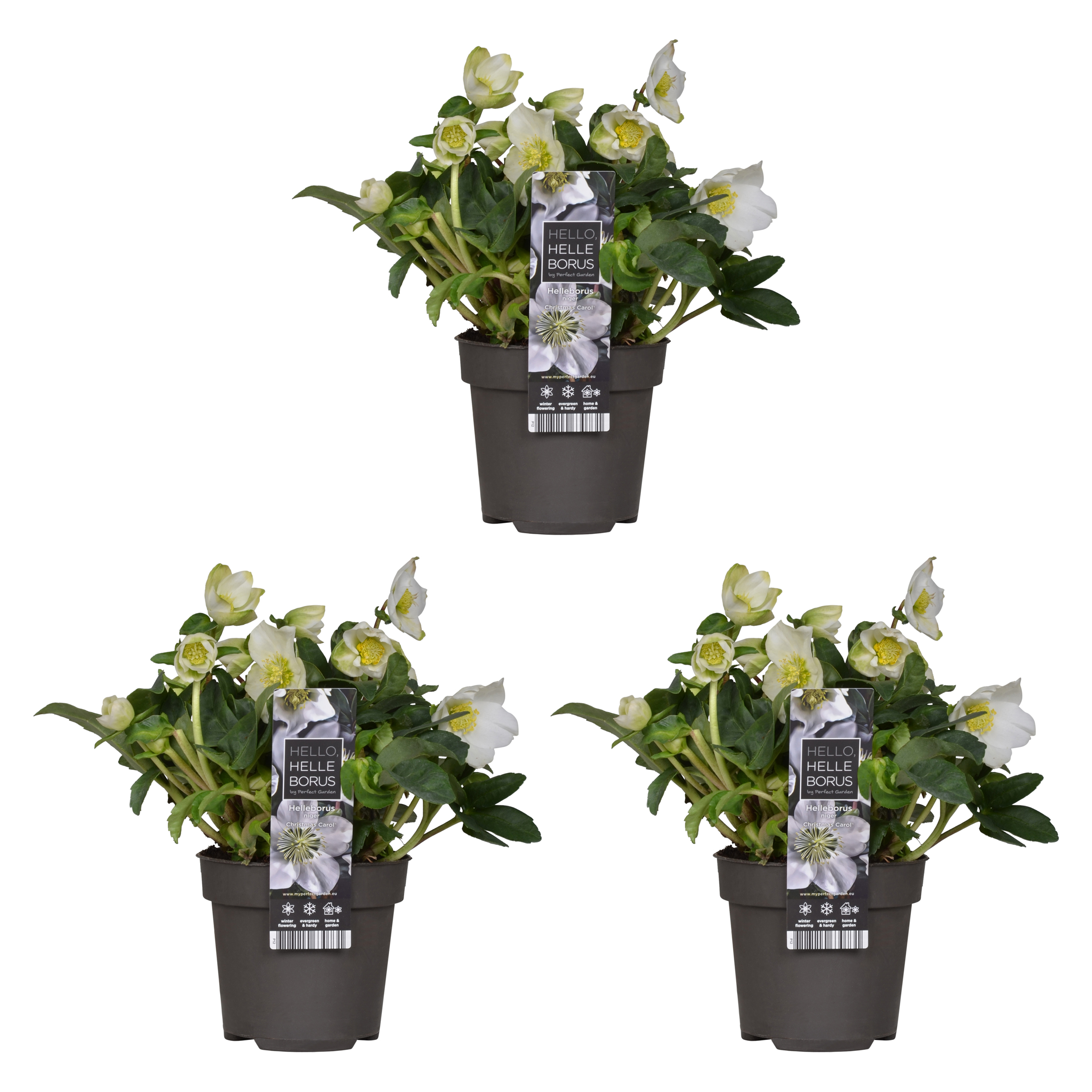 3x helleborus 'christmas carol' - floraison d'hiver - facile d'entretien - ⌀12 cm - ↕20 cm