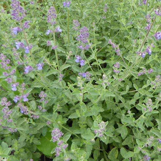 Nepeta six hills giant - le pot / ø 9cm