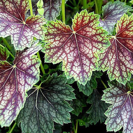 6 x heuchère 'beauty colour' - heuchera 'beauty colour' - godet 9cm x 9cm