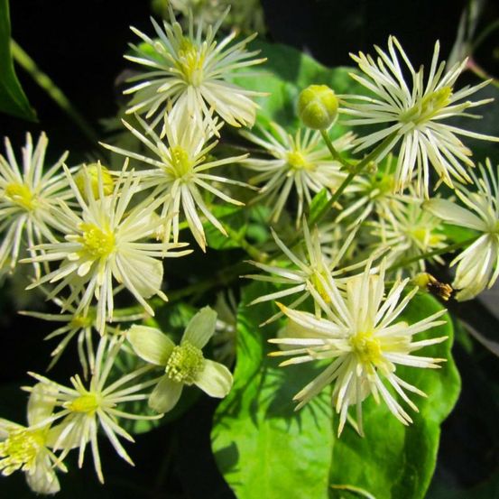 Clématite des haies (Clematis Vitalba)