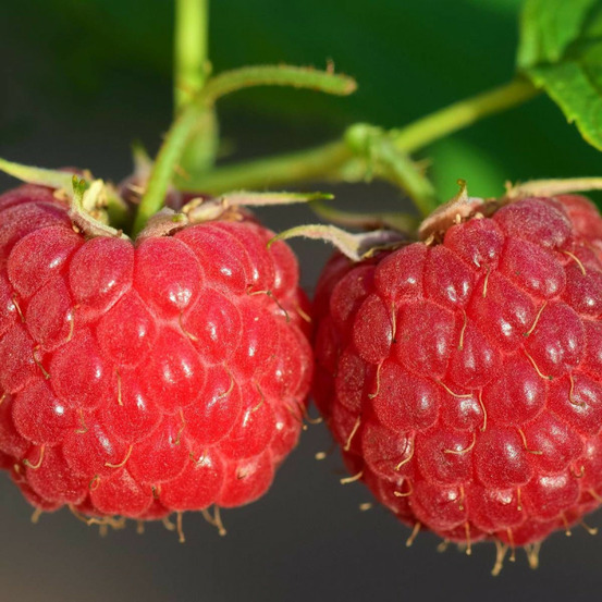 Framboisier autumn bliss pot de 5l - 40/80 cm