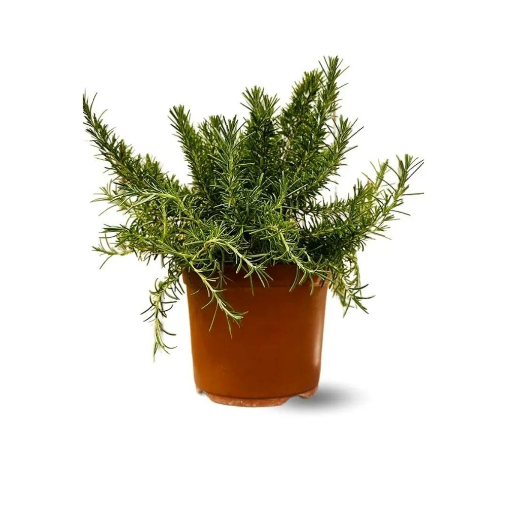 Romarin rampant - aromatique - ↕ 35-40 cm - ⌀ 18 cm - véritables herbes fraîches