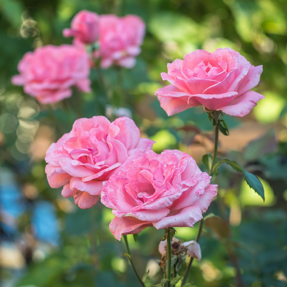 Rosier queen elisabeth - le paquet de 4 racines nues / 3 branches