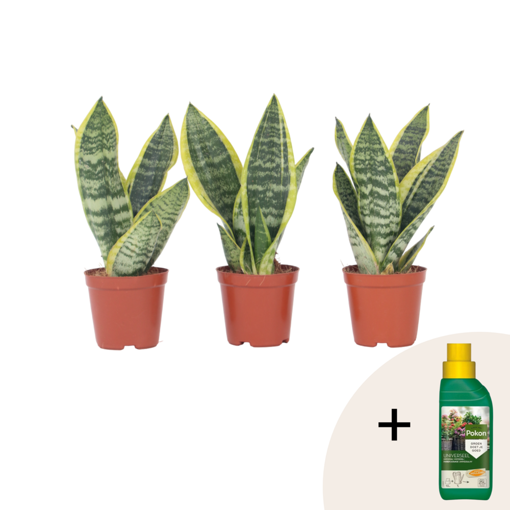 Langue de belle-mère - set de 3 - sansevieria 'superba' - h35-40cm - ⌀12cm