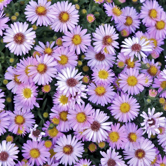 Aster nain 'marjorie' pot de 2l/3l