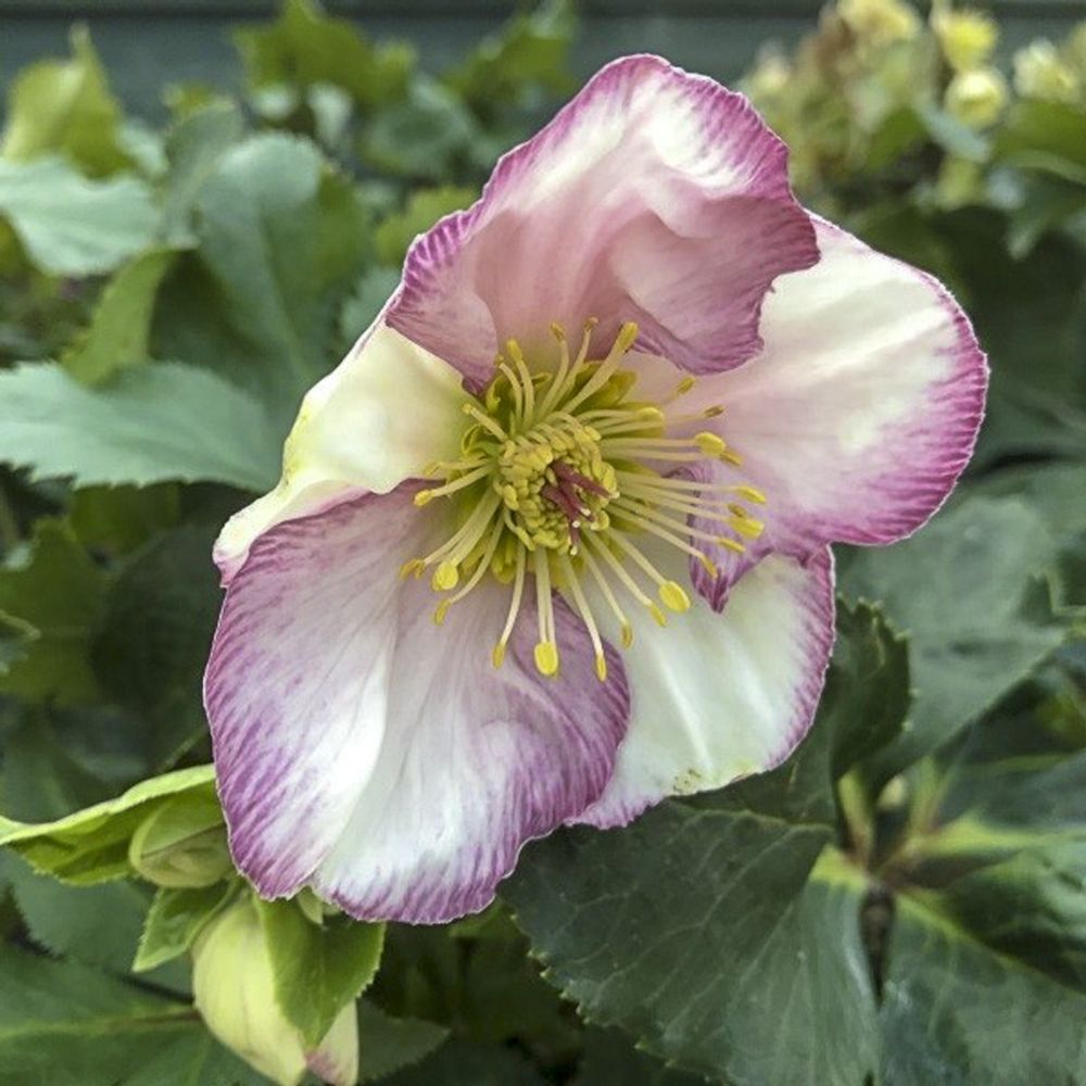Hellébore 'ice'n rose pink' pot de 2l/3l