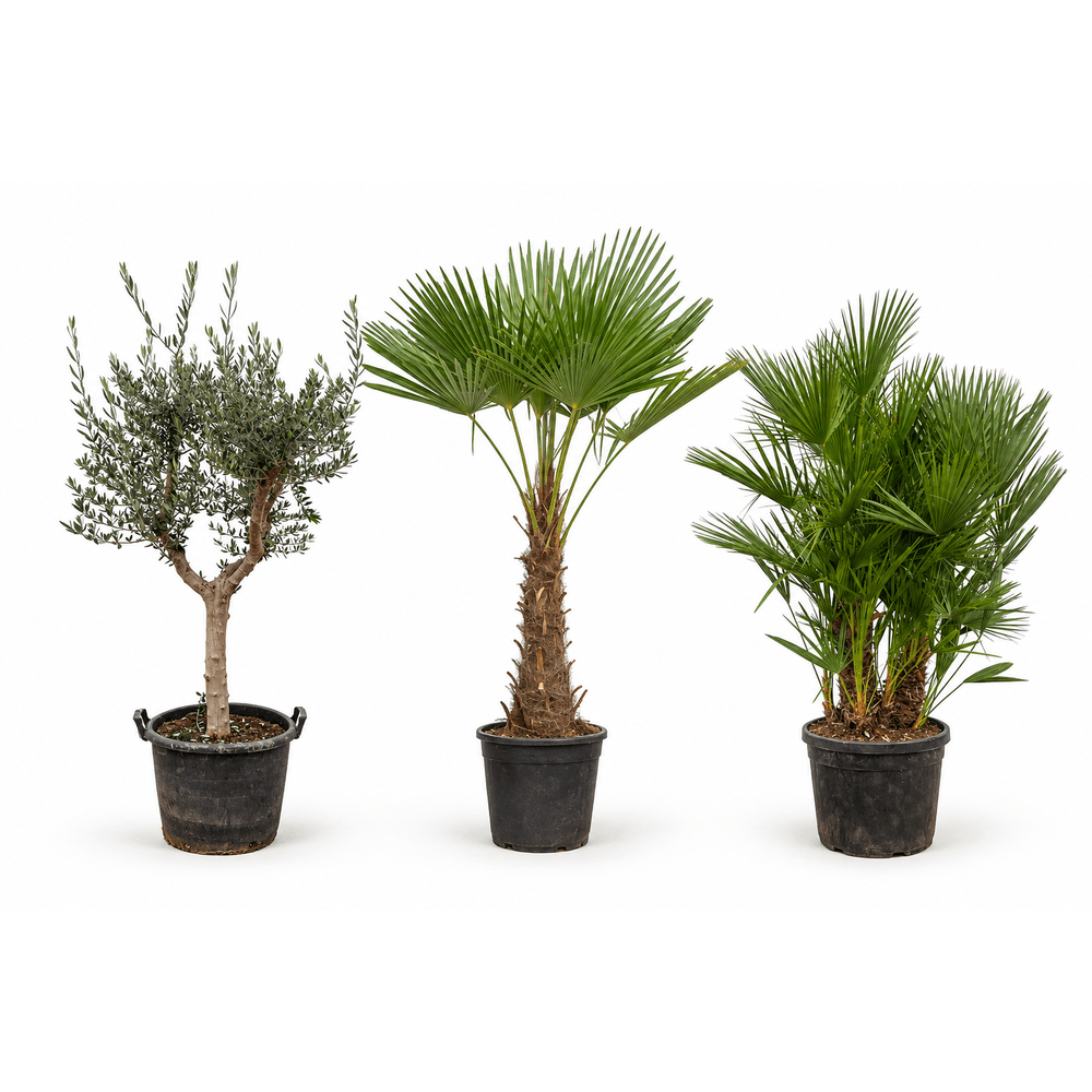 Jardin méditerranéen — olivier cultivo, trachycarpus et chamaerops — lot de 3 plantes