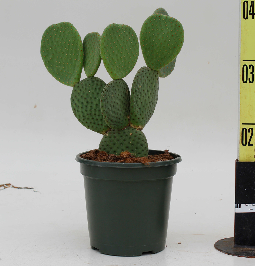 Cactus- opuntia microdasys 'macrocalyx' ou oreille de lapin- pot de 3 litres - 30/40cm