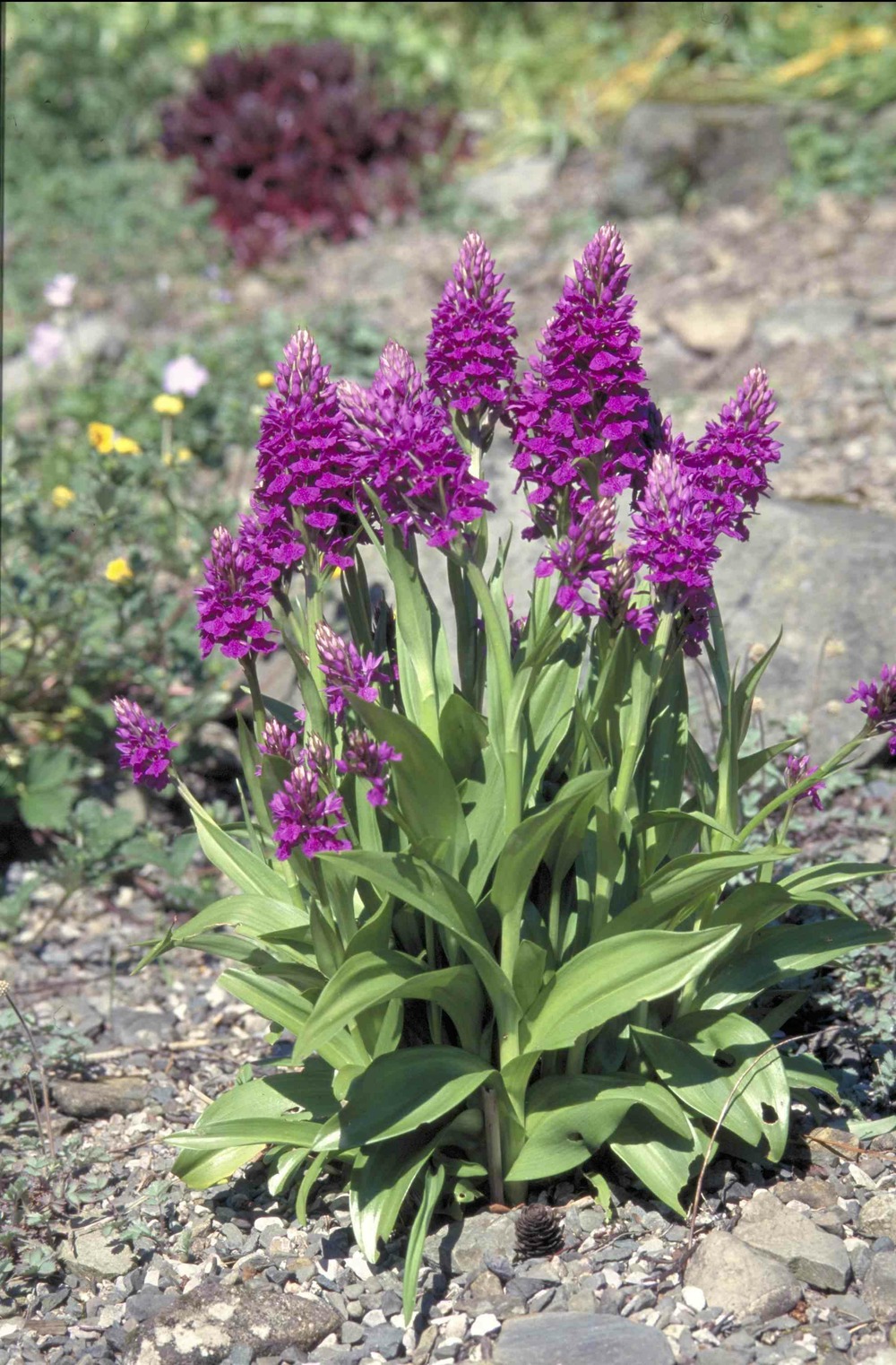 Dactylorhiza purpurella pot de 1 litre - 0/60 cm