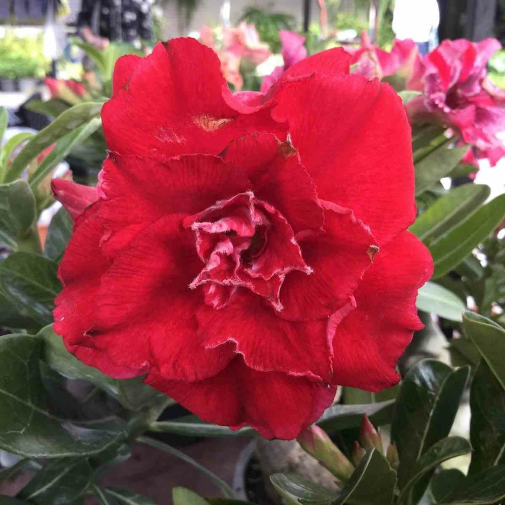 Adenium obesum cv.nakarad rouge caudex d'environ 300g 20/25cm
