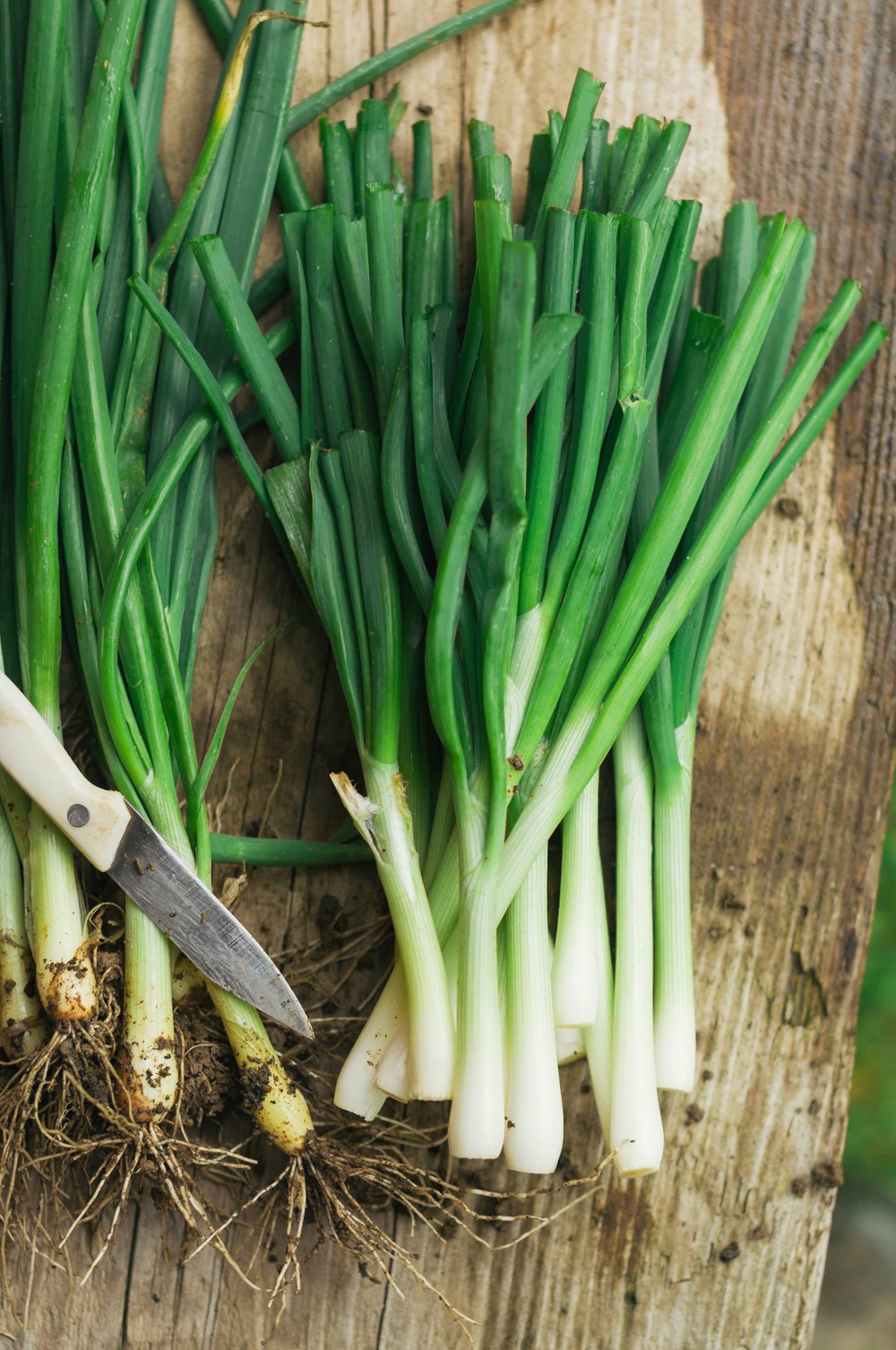 Sachet de graines de oignon tige ishikura long white - sachet de 1 gramme - petite entreprise française