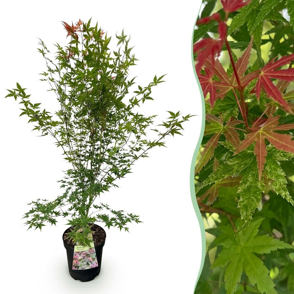 Érable du japon 'phoenix' - pot 26 cm - hauteur 90 cm