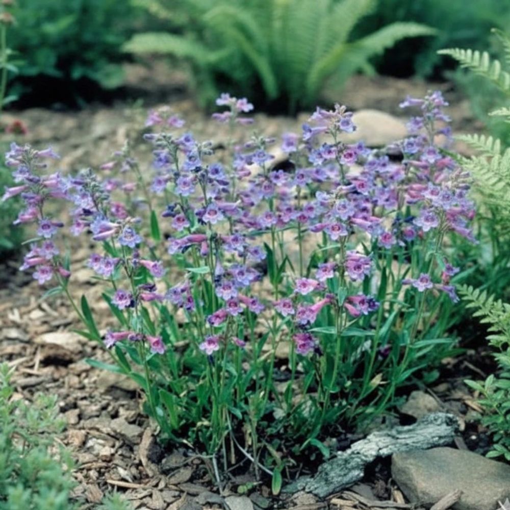Penstemon virens godet - 5/20 cm