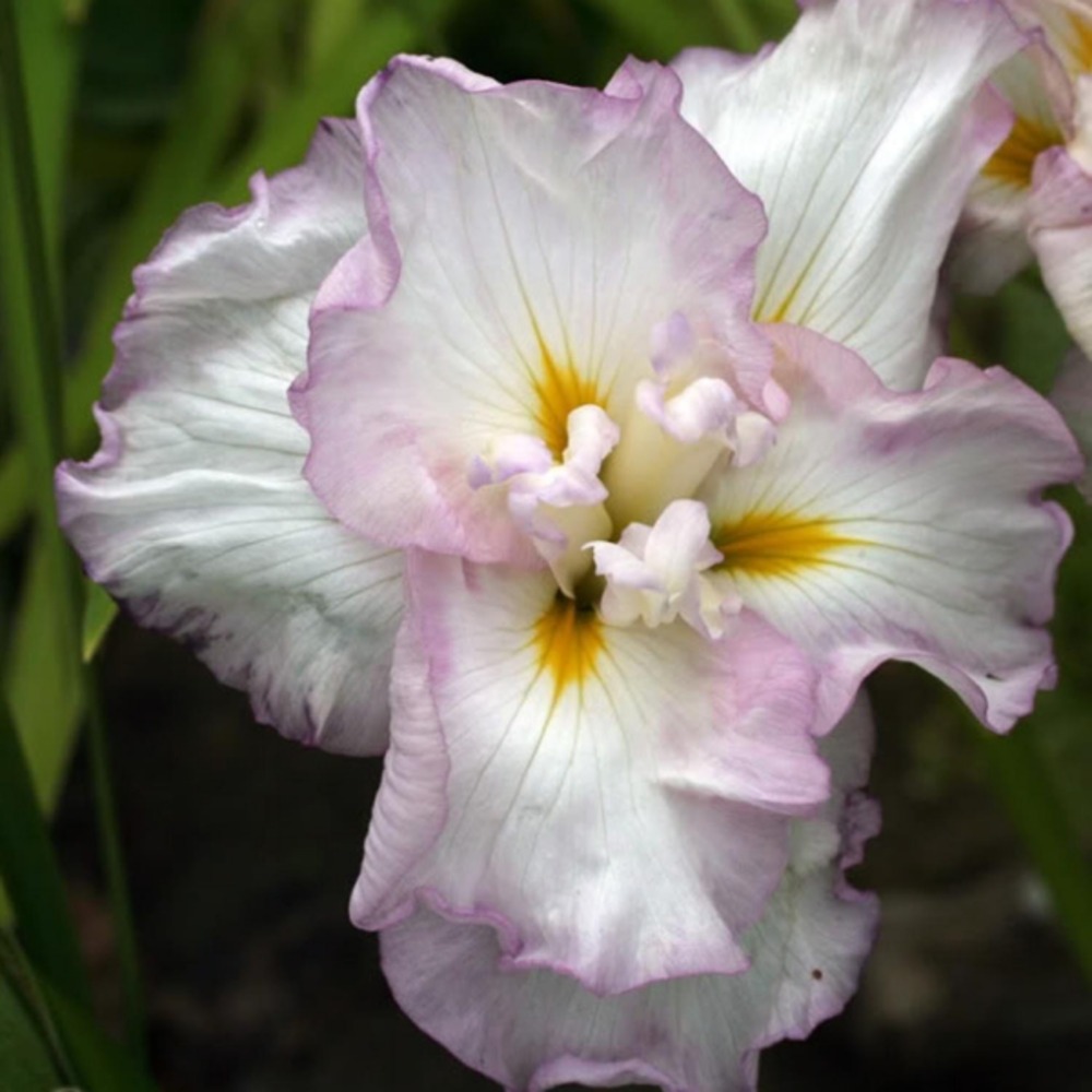 Iris japonais 'lady in waiting' godet de 8/9 cm