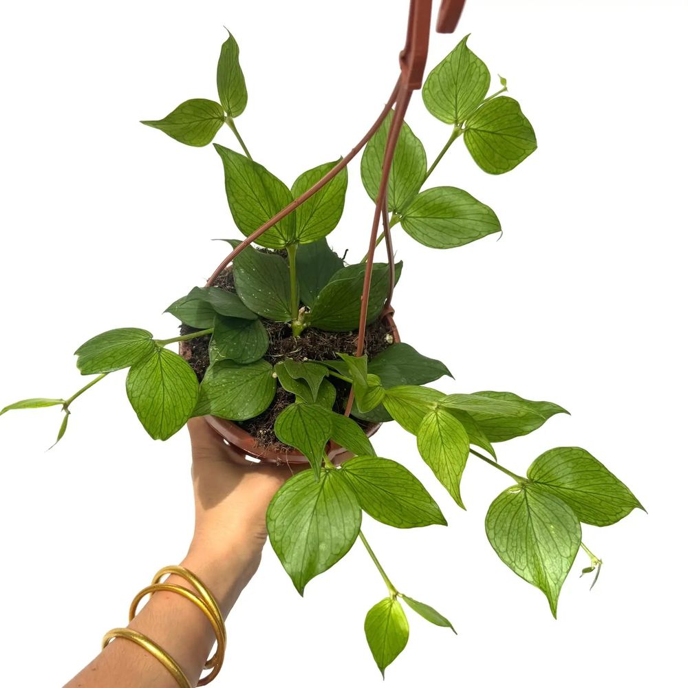Hoya polyneura - pot de 14cm - plantes d'intérieur