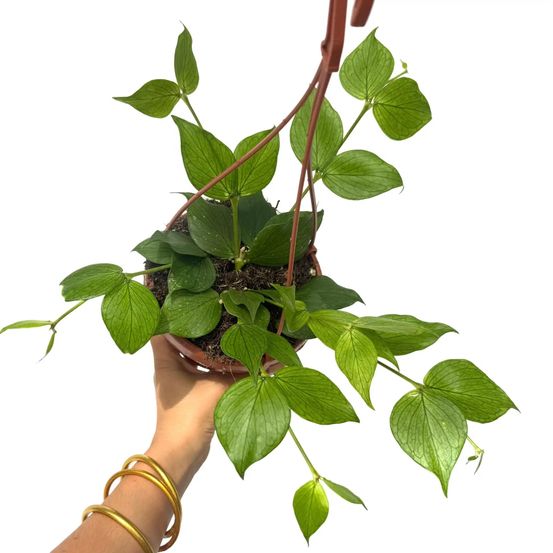 Hoya polyneura - pot de 14cm - plantes d'intérieur