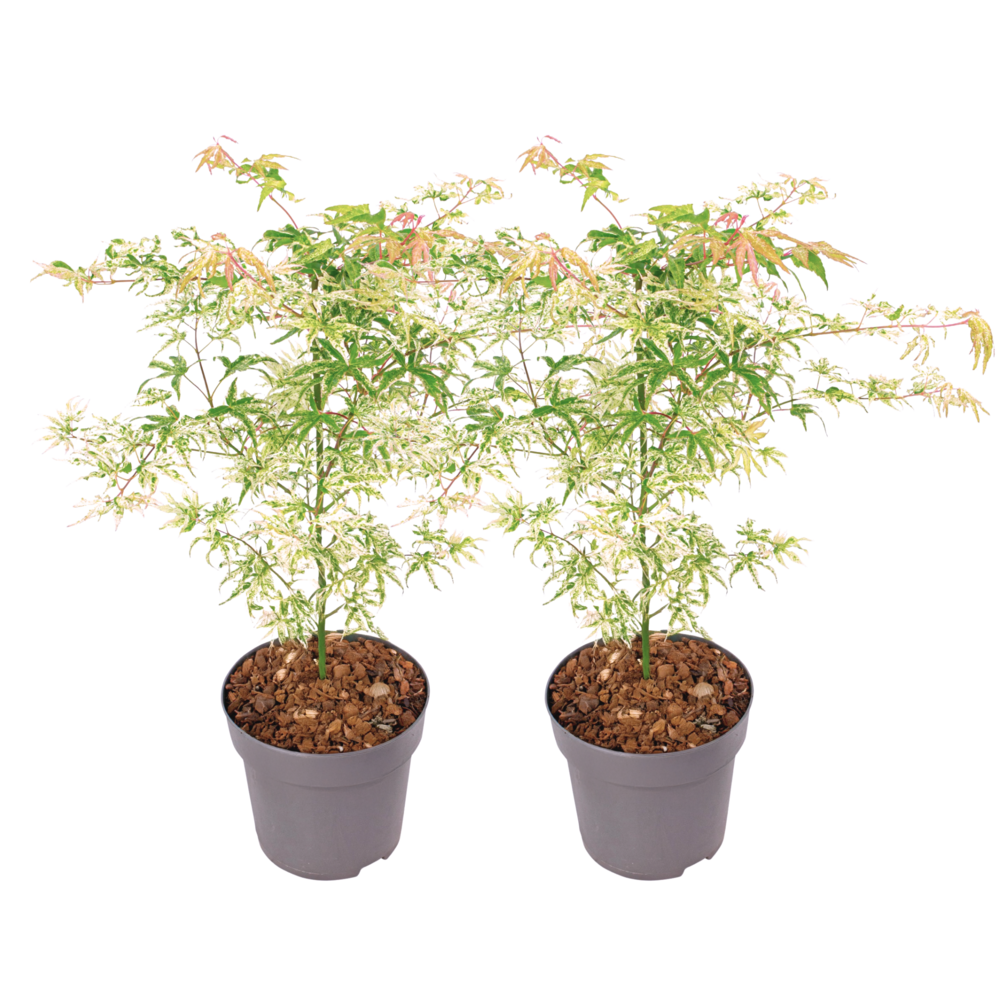 Érable du japon - set de 2 - acer palmatum 'ukigumo' - hauteur 50-60cm - ⌀19cm