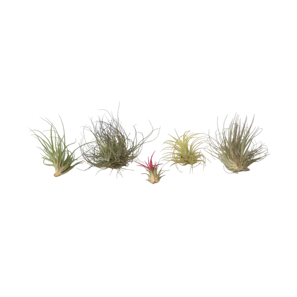 Plante aérienne - set de 6 - tillandsia - hauteur 5-15cm - ⌀5cm