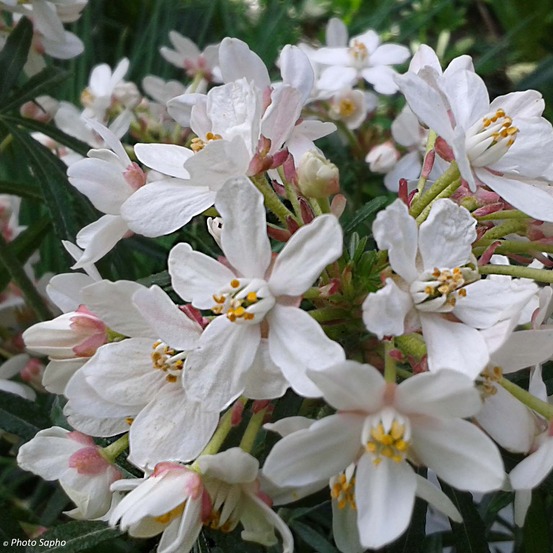 Oranger du mexique 'scented gem' pot de 2l/3l