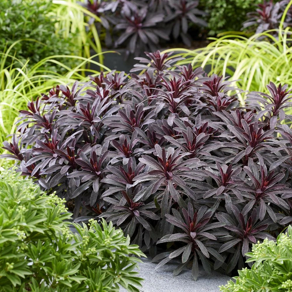 Euphorbe miners merlot® lot de 3 godets