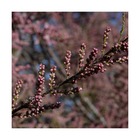 Tamaris d'été ramosissima pink cascade/tamarix ramosissima pink cascade[-]godet - 5/10 cm