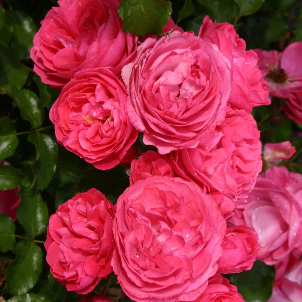 Rosier à fleurs groupées 'patio rose moin moin korfloci23 racines nues en motte