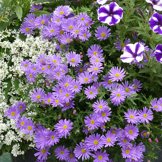 Brachycome à feuilles étroites 'brasco violet' mini-motte ø 3/4 cm, livré en plant vert de 5 à 10 cm de hauteur (par 5)