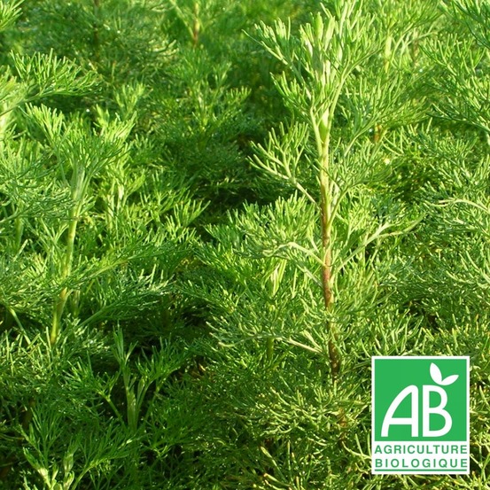 Aurone abrotanum - sans traitement lot de 3 godets