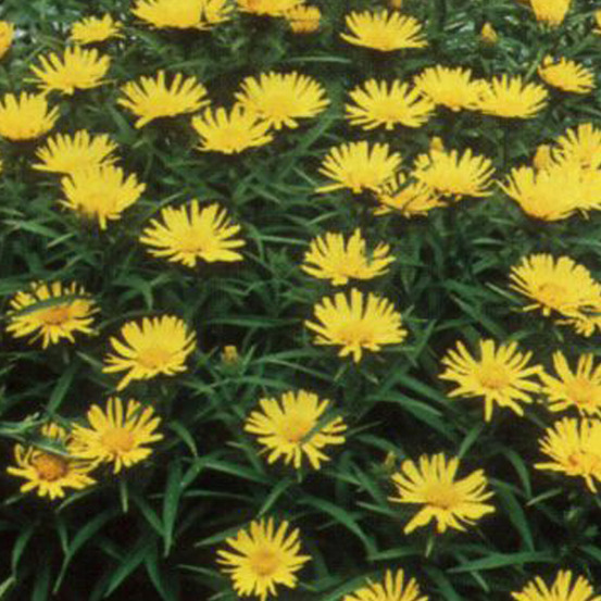 6 x aunée à feuilles récurvées - inula ensifolia - godet 9cm x 9cm