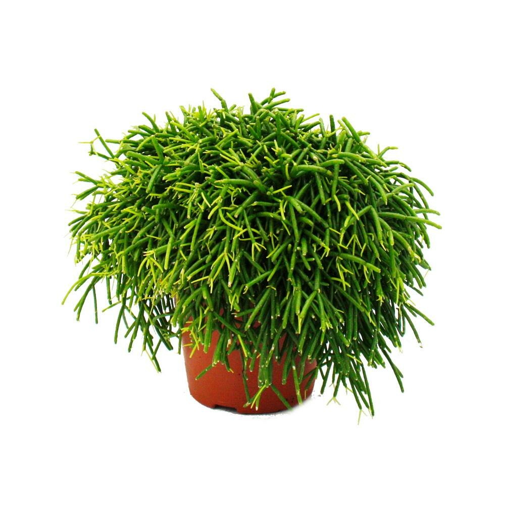 Rhipsalis baccifera oasis - cactus corail - en pot de 12cm - plante d'intérieur succulente